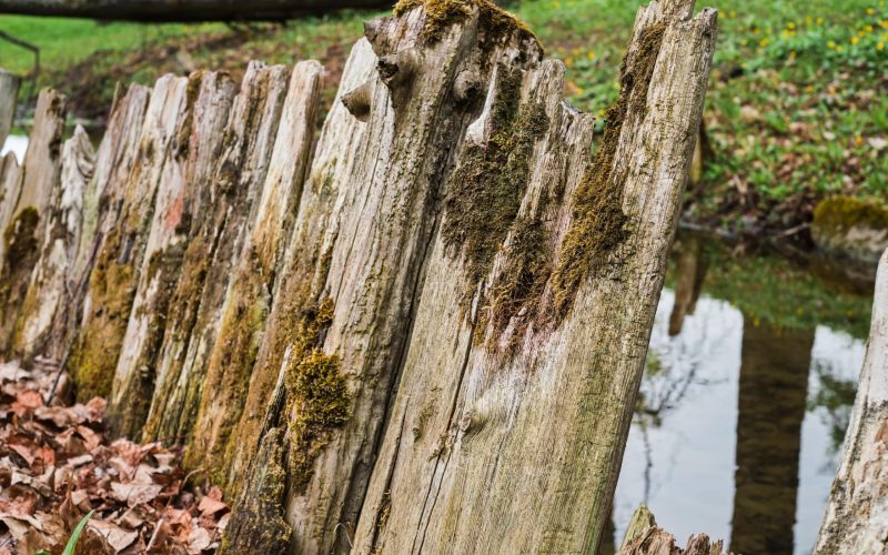 abstract-background-old-wooden-fence-front-pond-moss-surface-texture-wood-with-copy-space-selective-soft-focus-fence-boards-care-nature-space-ecology
