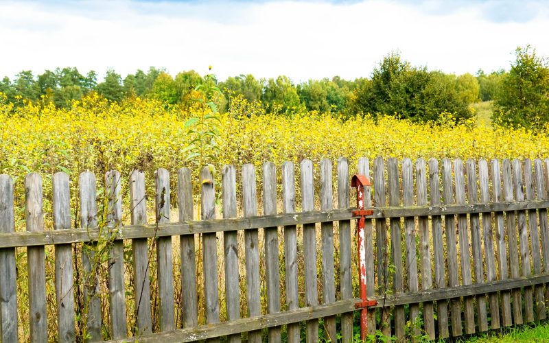beautiful-shot-field-full-yellow-flowers-trees-old-wooden-fence