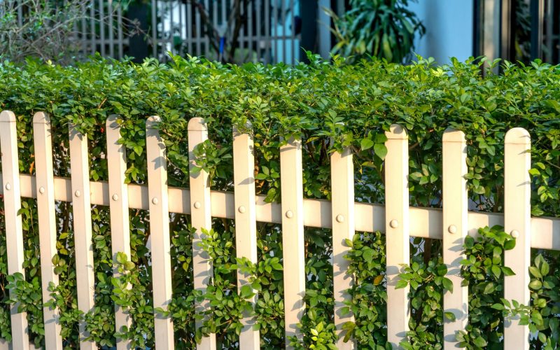 pexels-quang-nguyen-vinh-222549-14776744